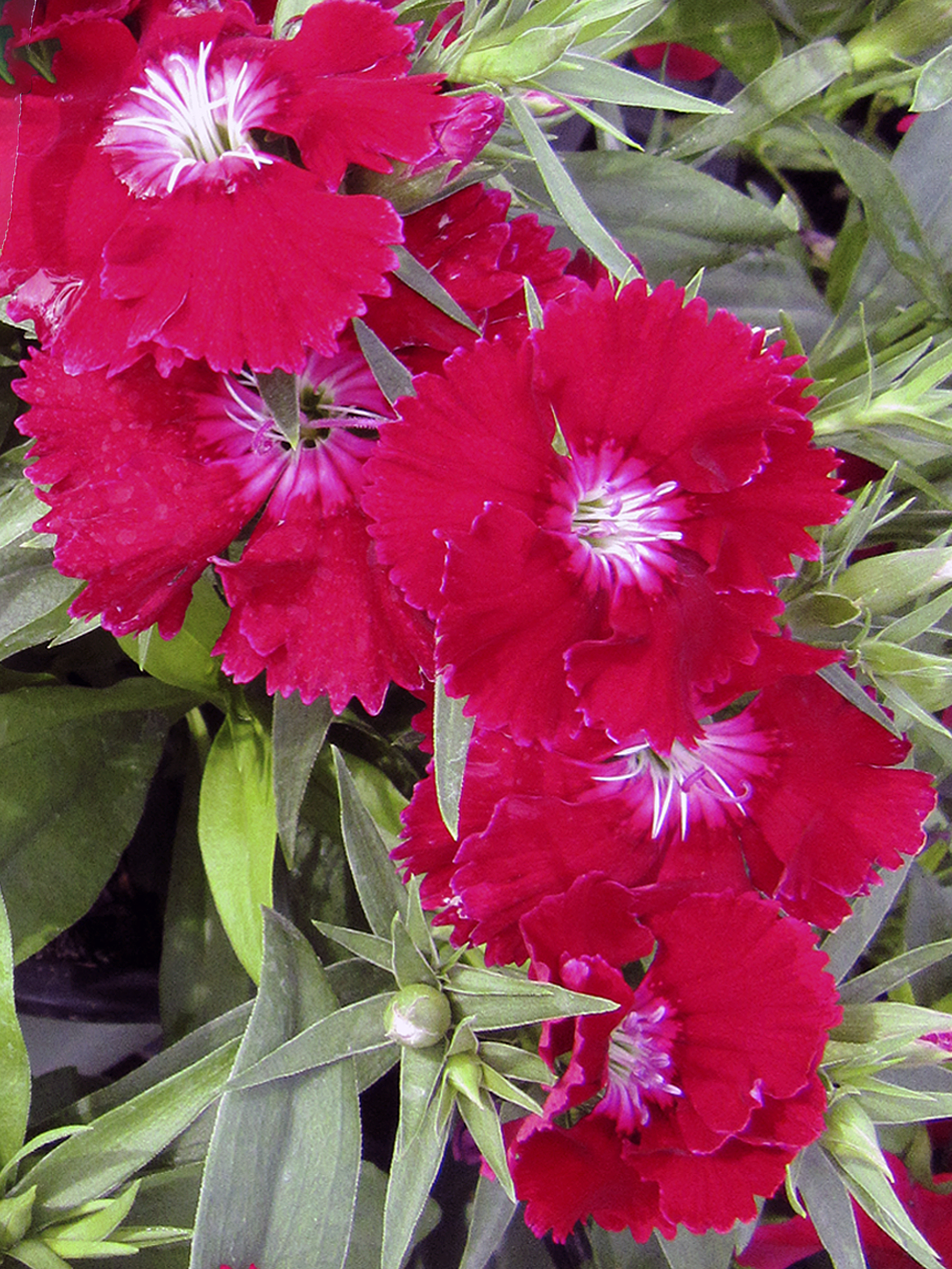 5 X 7 Red Dianthus Holiday Greeting Card
