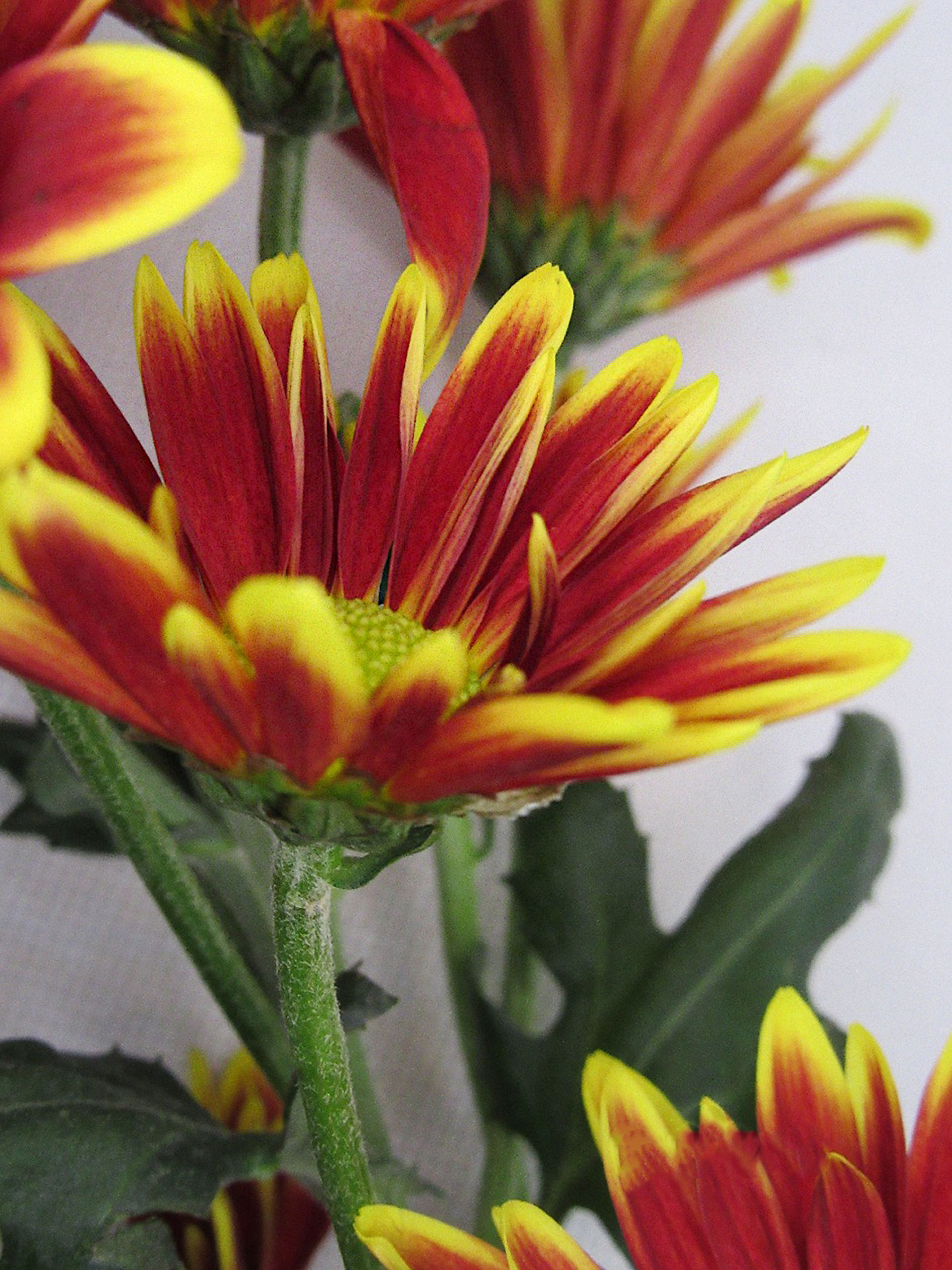5 X 7 Chrysanthemum bouquet  Greeting Card