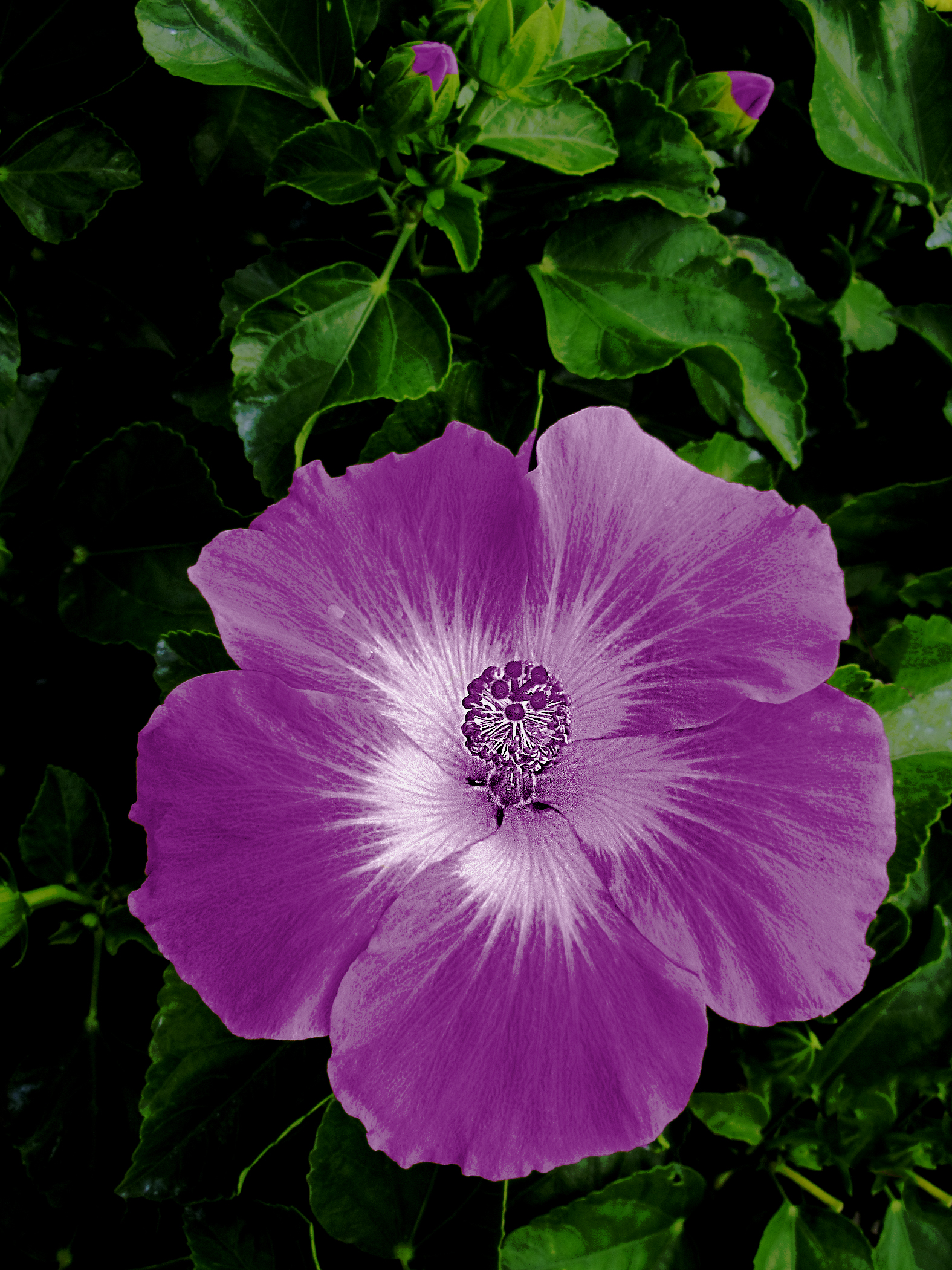 Pink Alstroemeria Floral Greeting Card