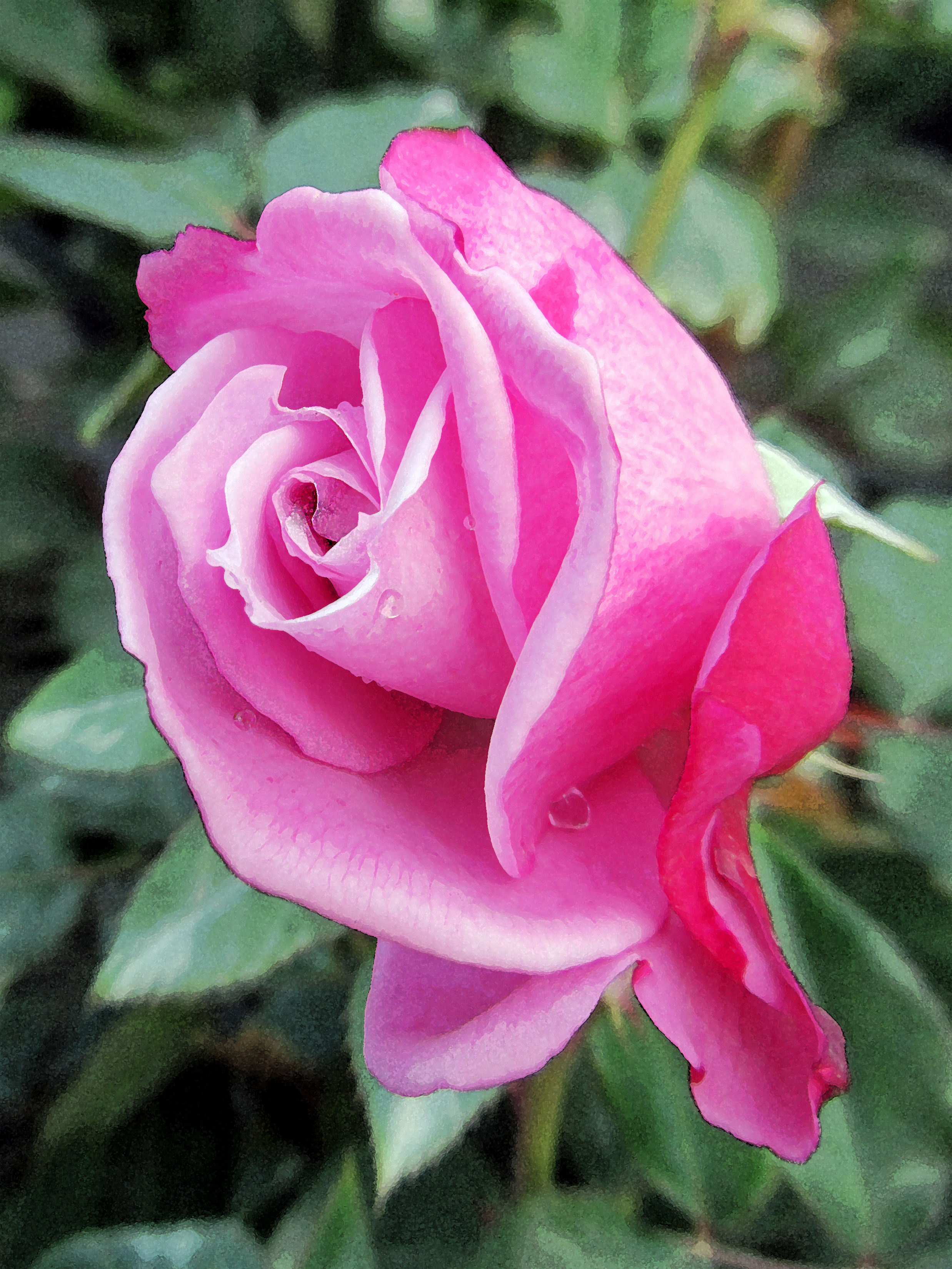 5 X 7 Pink Rose Greeting Card