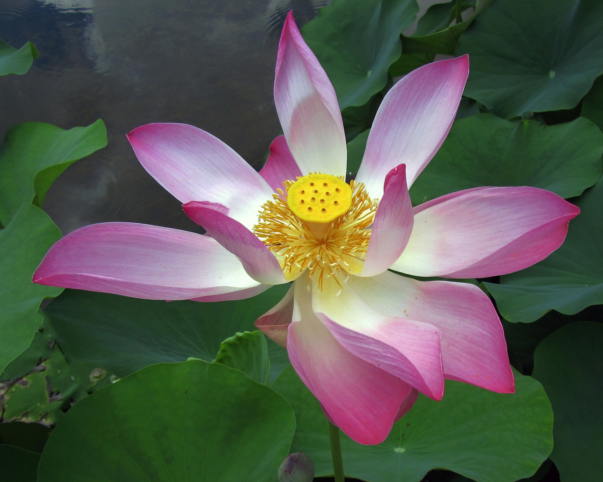 5 X 7 Pink Lotus Flower Greeting Card