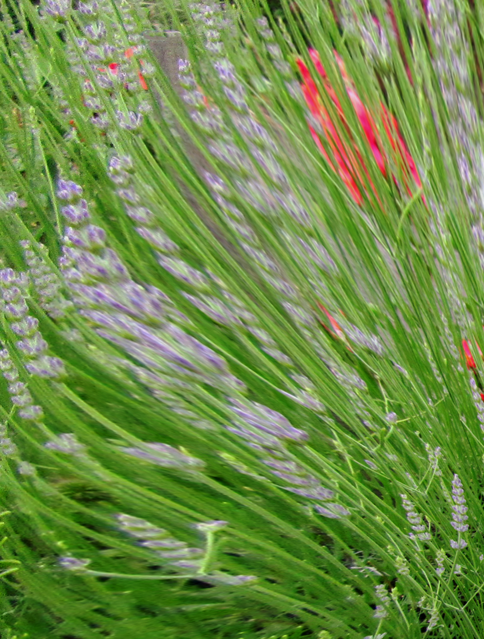 5 X 7 Lavender Stems Greeting Card