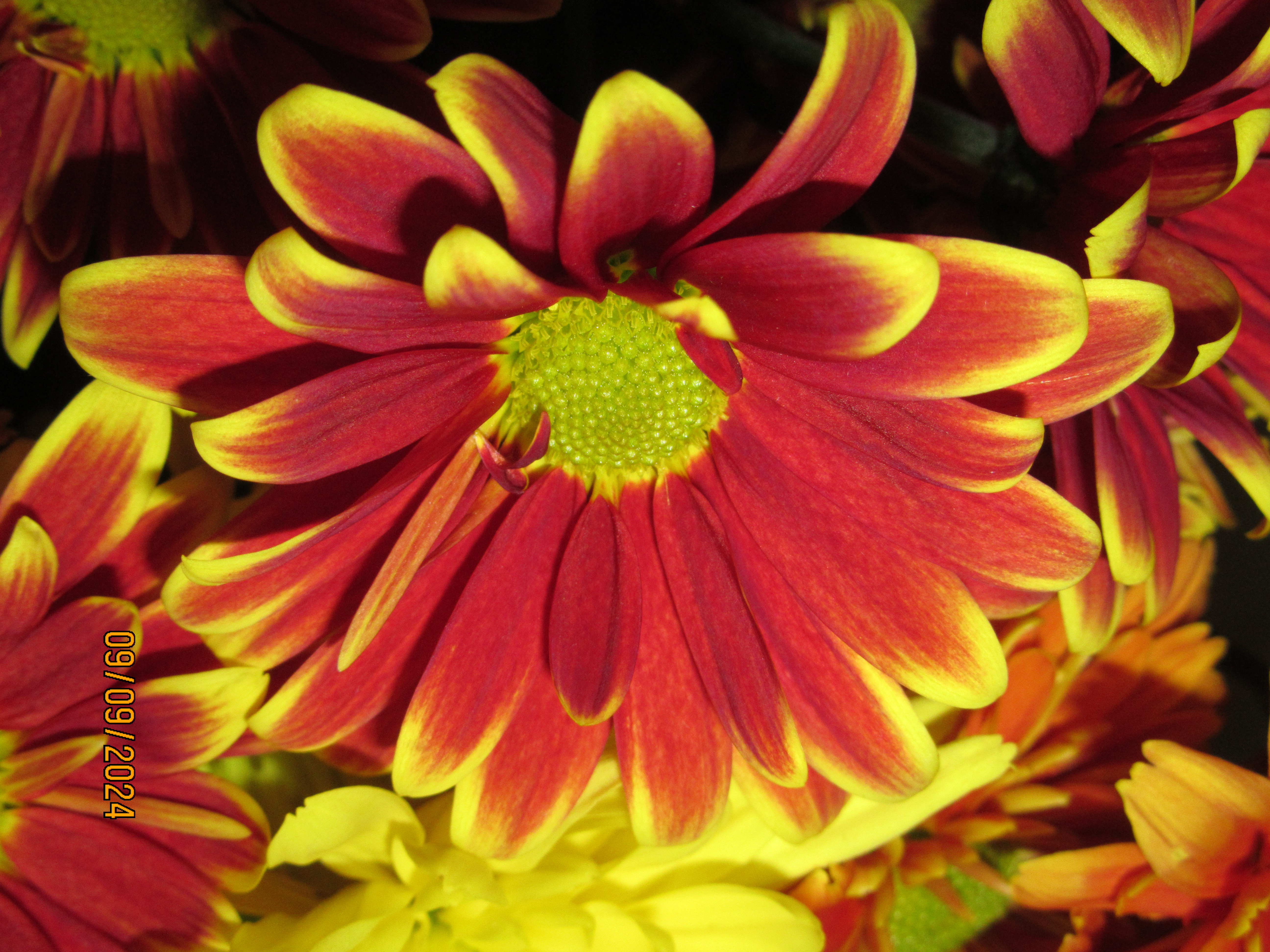 Red and Yellow Chrysanthemum Floral Holiday Card