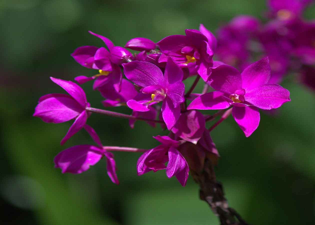 5 X 7 Purple Crocus Flowers Greeting Card