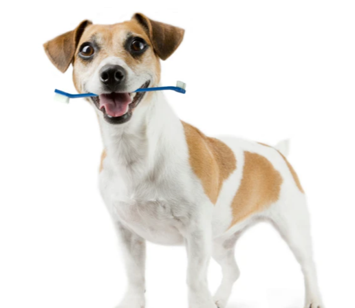 Dog Toothbrush