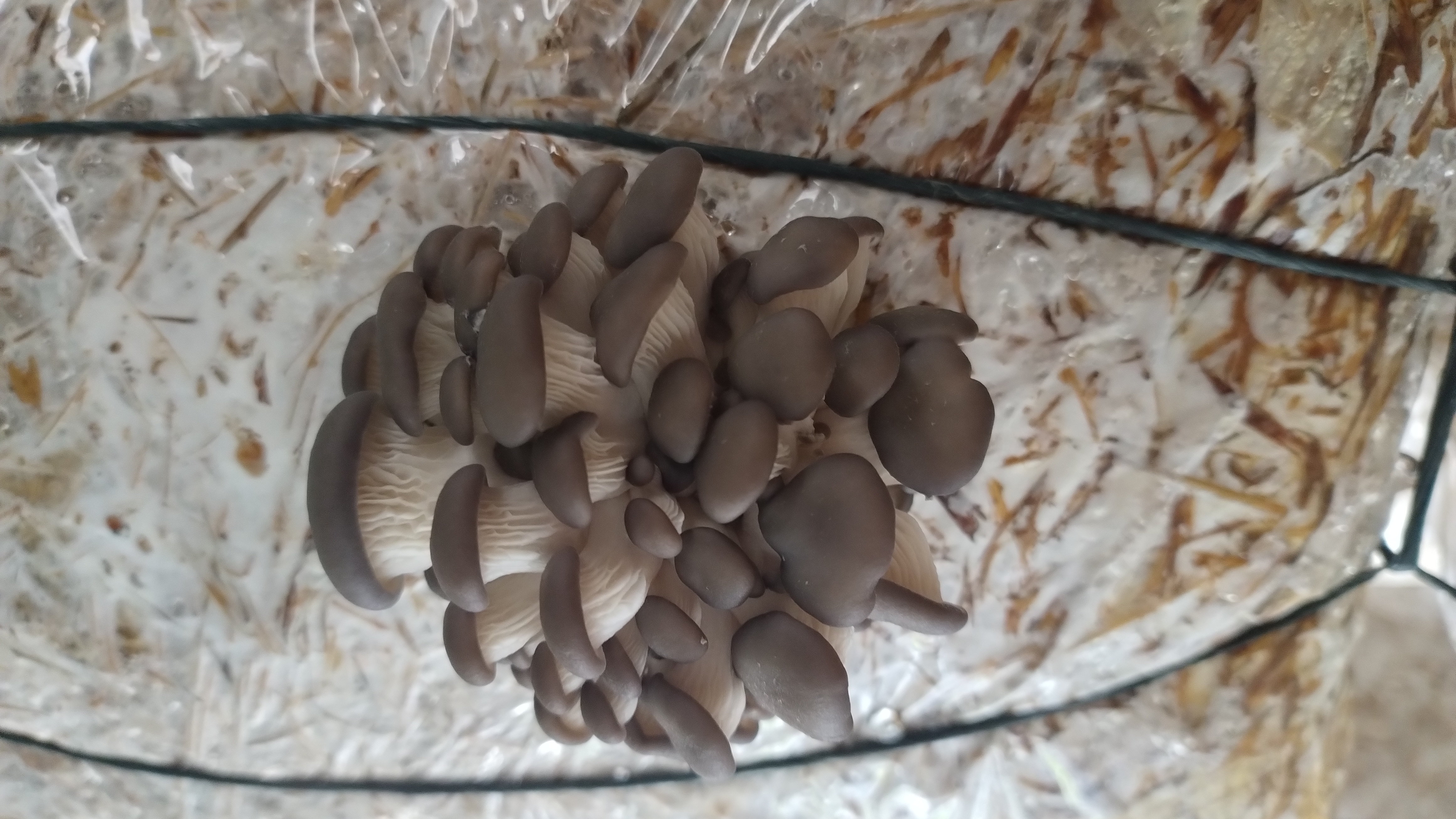 Kit de cultivo Setas Orellana