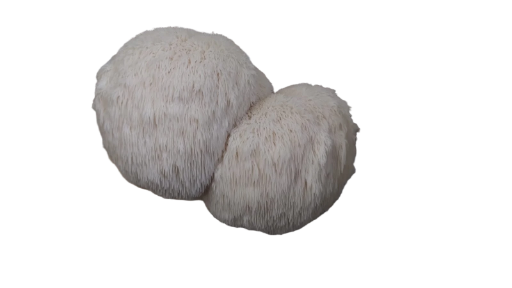 Melena De León en Fresco (vendido al peso)