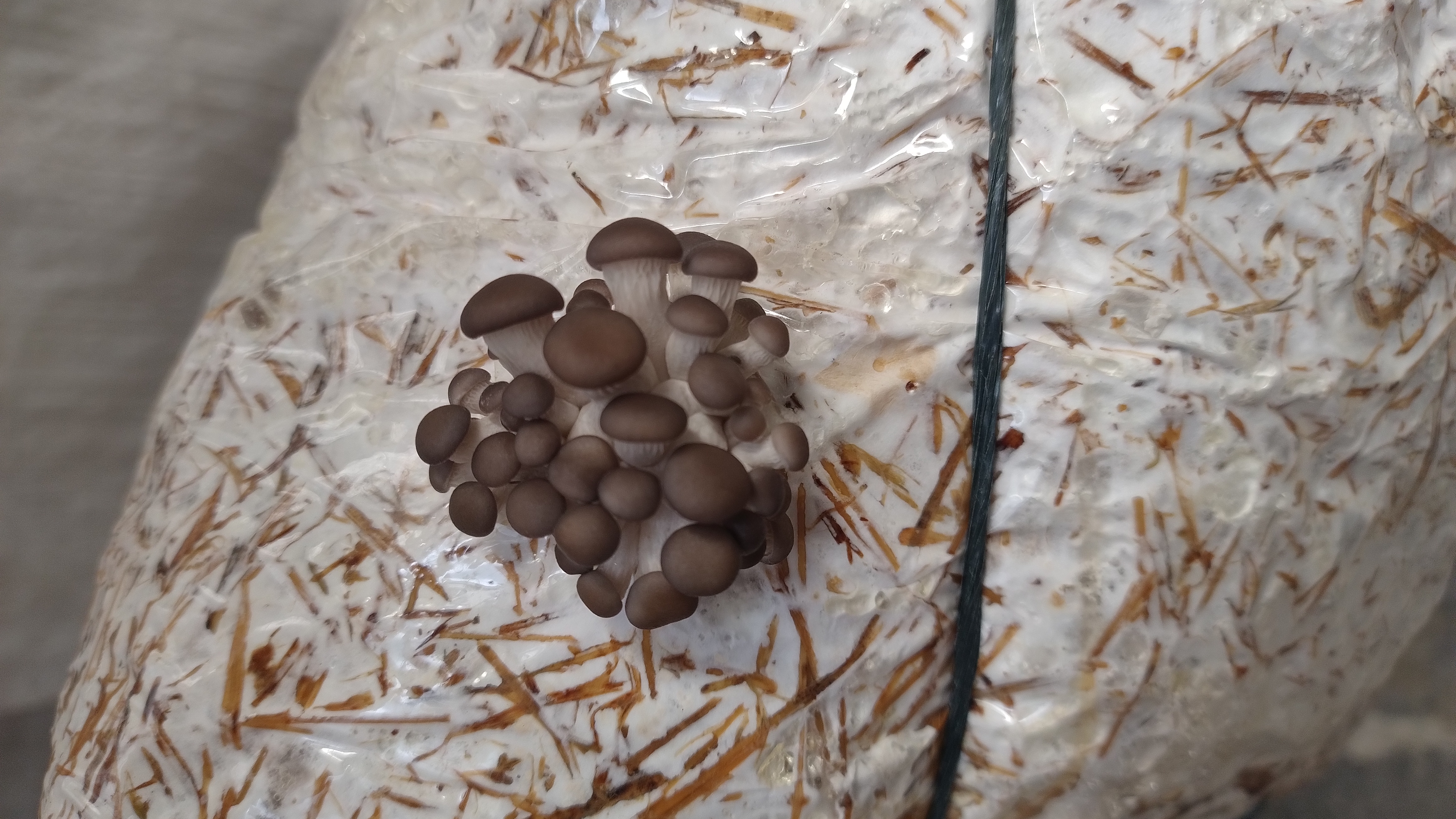 Kit de cultivo Setas Orellana