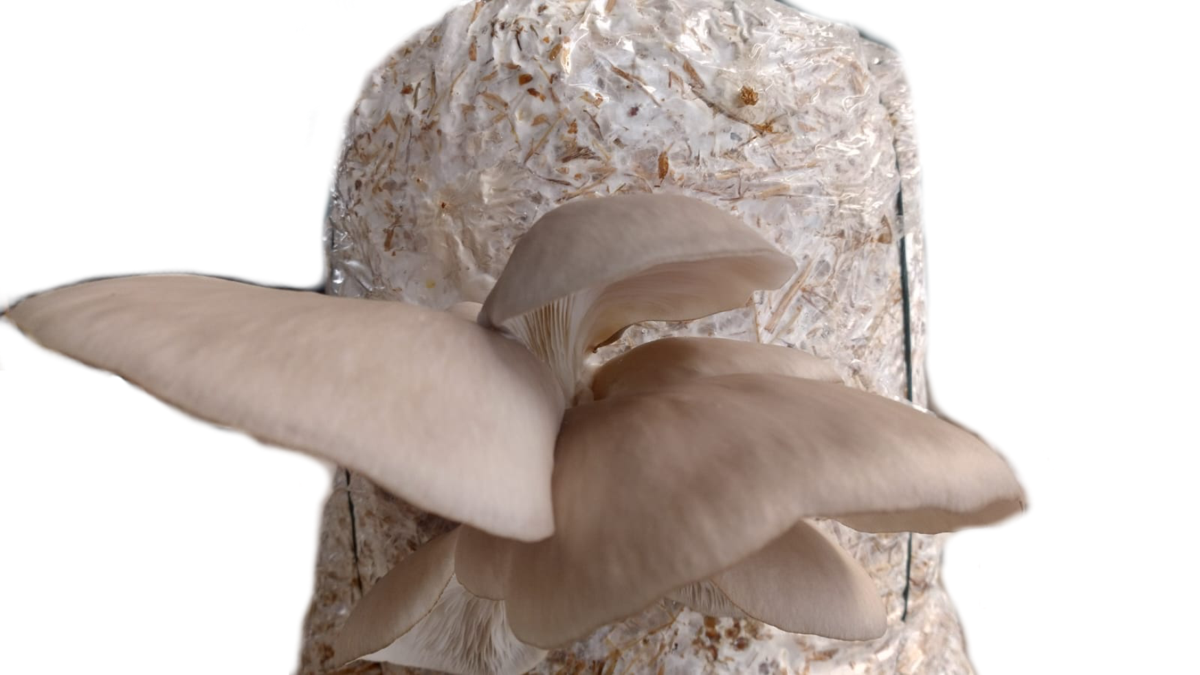 Bandeja Setas Orellana 500 gr