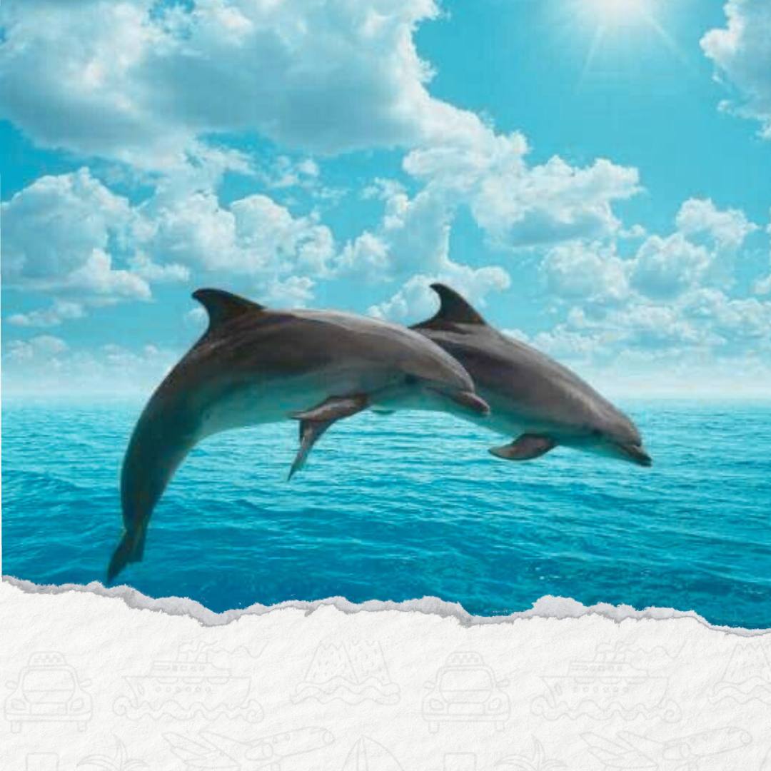 DOM DELFINÓW W HURGHADZIE