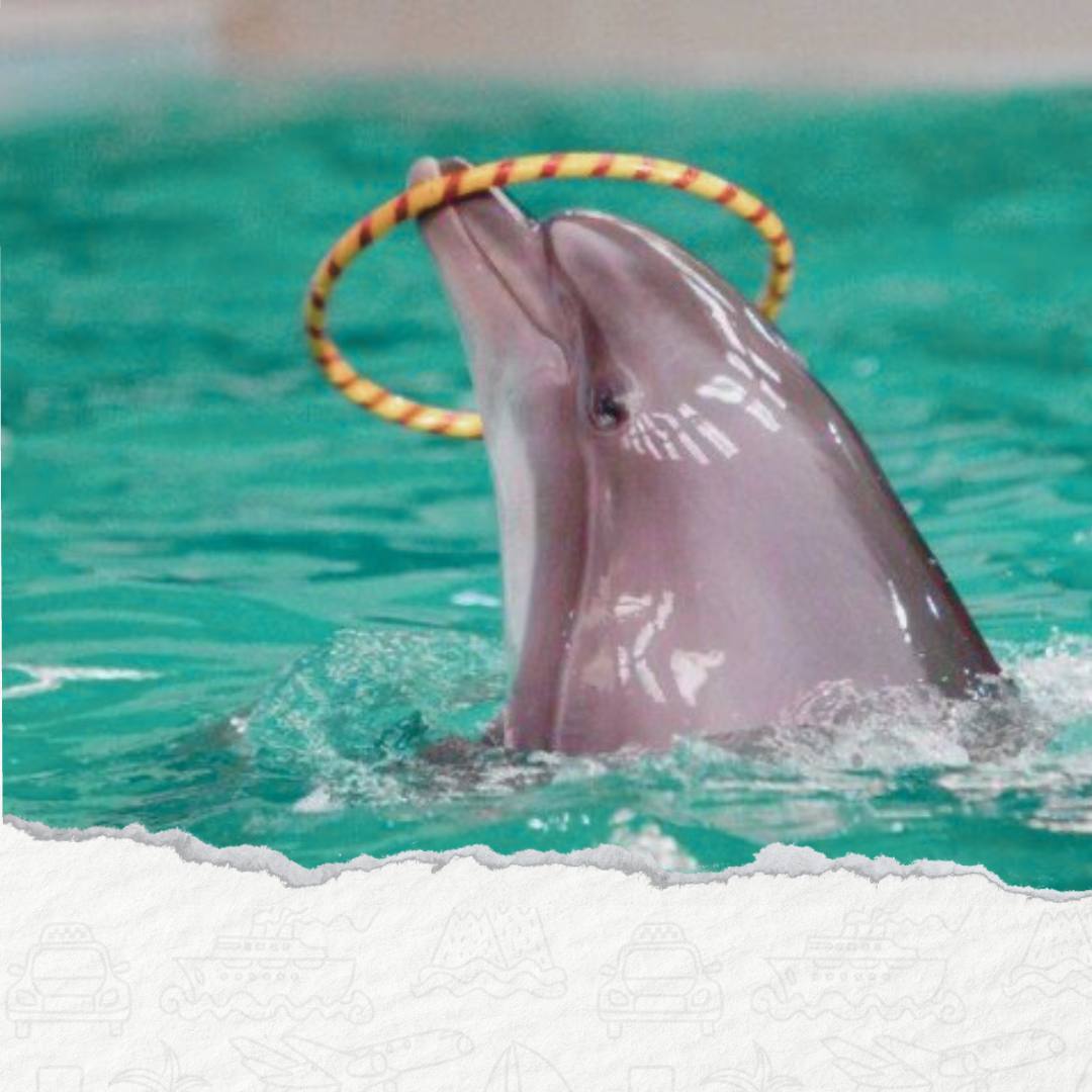 DELFINARIUM W HURGHADZIE - POKAZ DELFINÓW