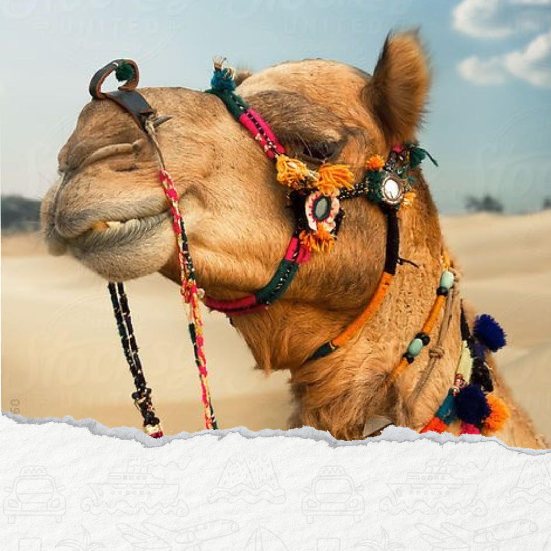 JAZDA NA BUGGY I PRZEJAŻDŻKA NA WIELBŁĄDACH Z SHARM EL SHEIKH