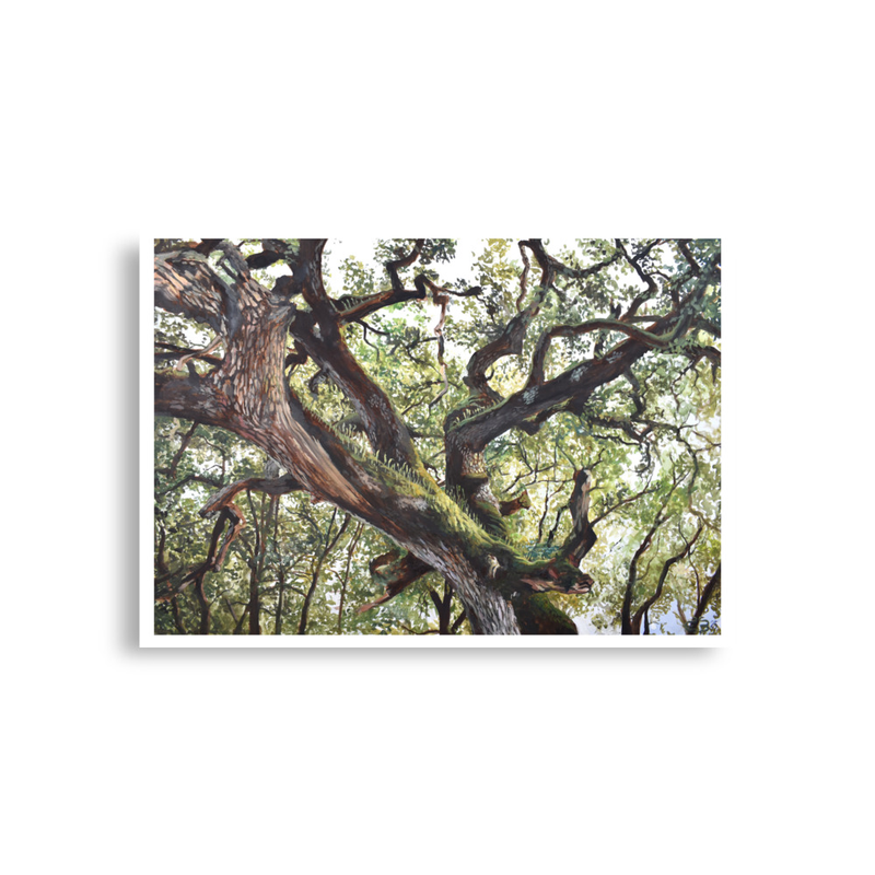 Cork Oak Print