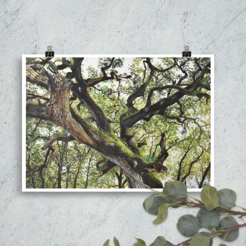 Cork Oak fine art print