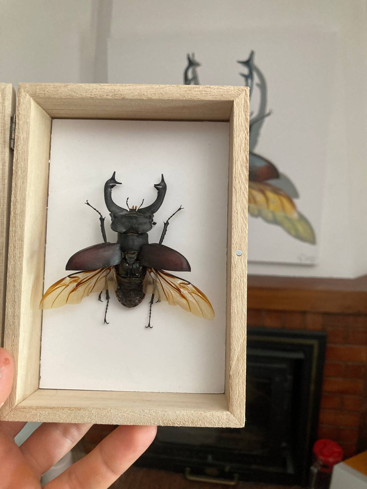 Stag Beetle