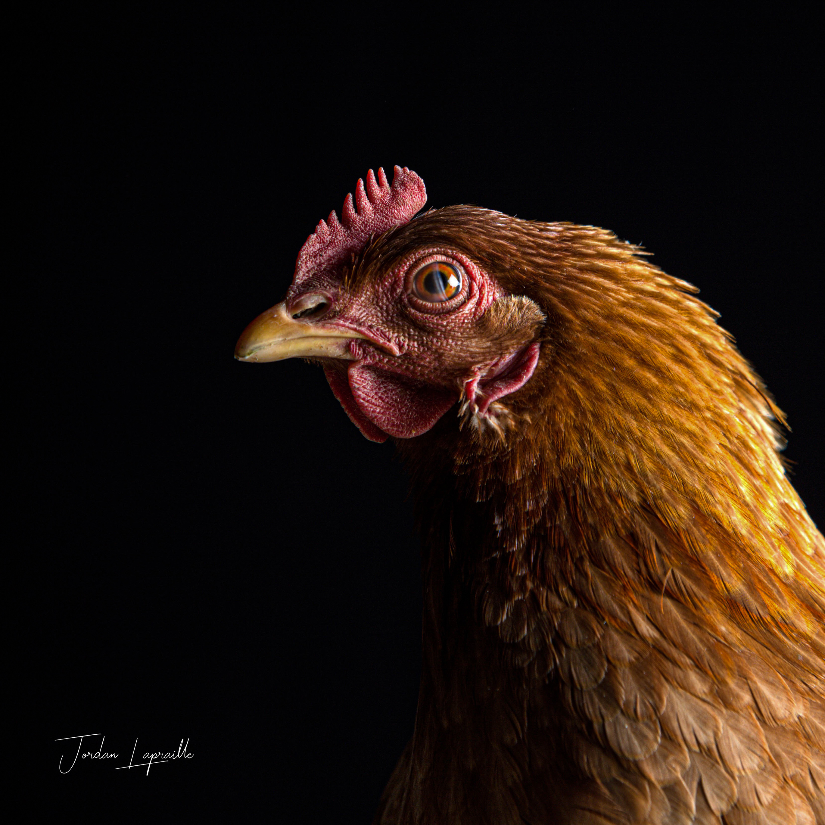 Rousse aux yeux d'or