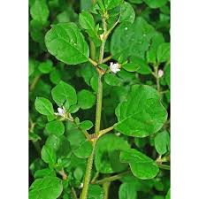Brahmi Plant (tella galijeru)