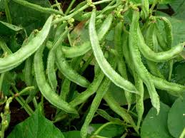 Green Beans (pedda chikkudu)
