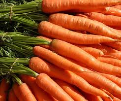 carrot