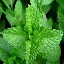 Mint Leaves (pudina)