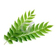 Curry Leaf