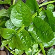 Malabar Spinach Leaves(bachalakura)