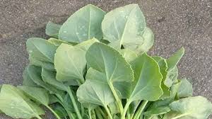  kale leaves (sukkakura)
