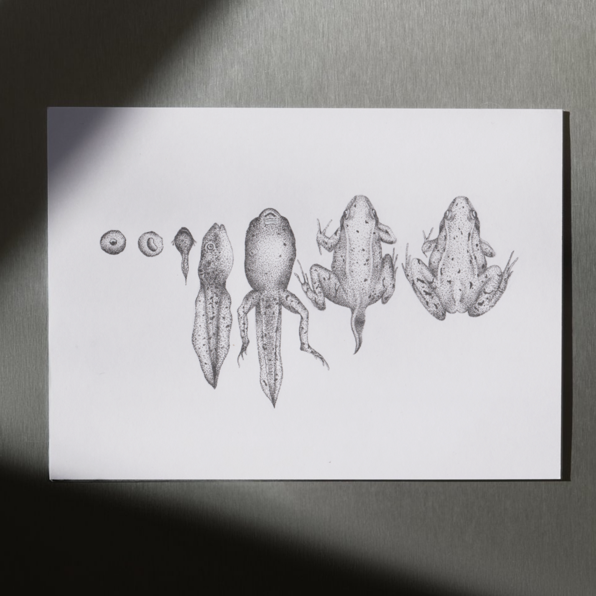 A4 Frog Metamorphosis Drawing Print - Fine Liner