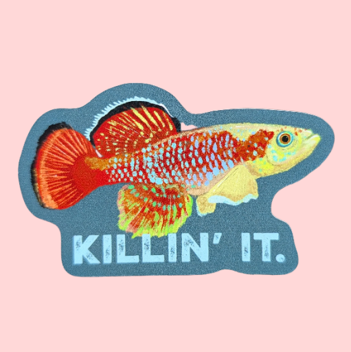 Nothobranchius Killifish Fish Sticker