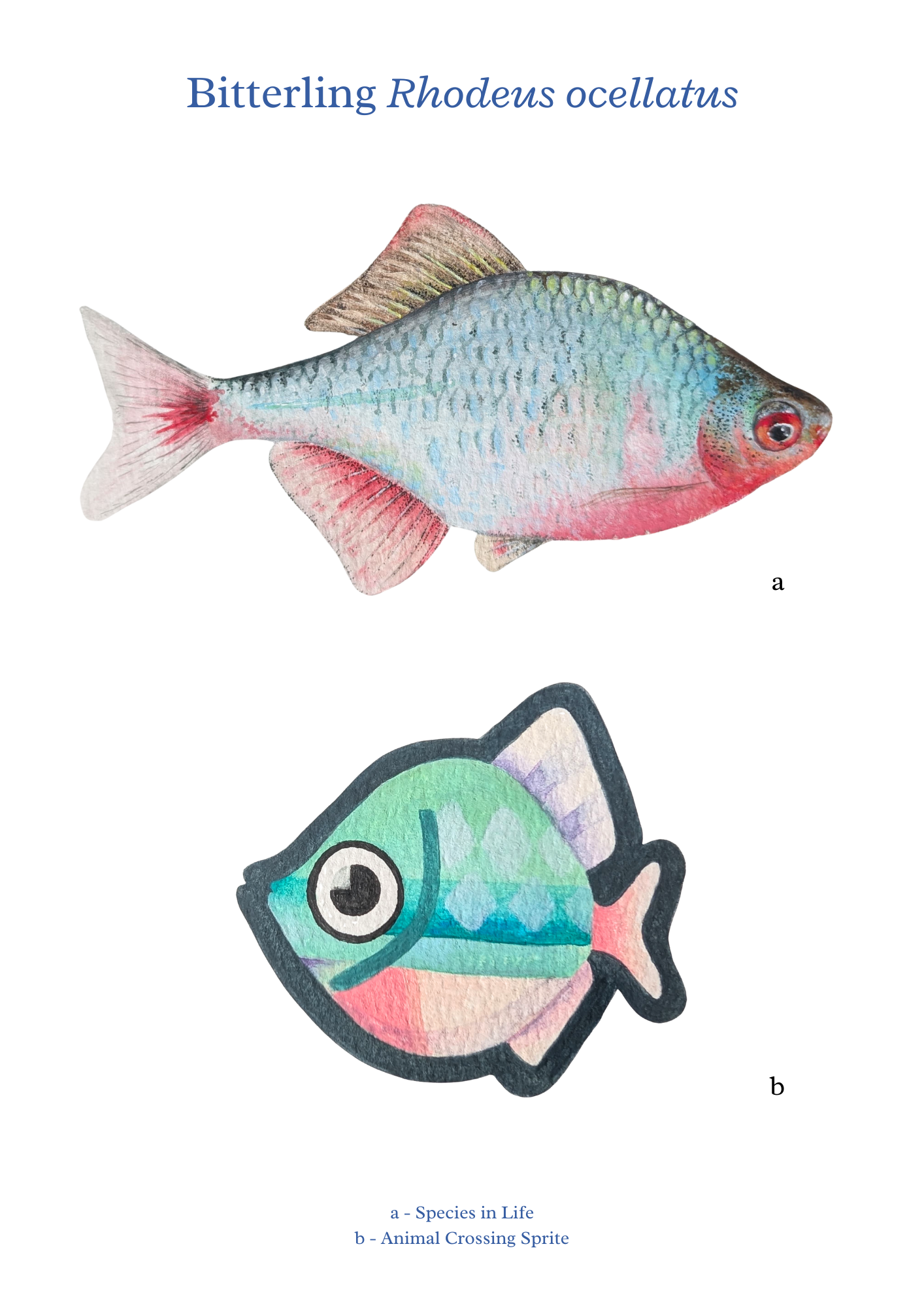 Gouache Painting Bitterling - A4 Print 