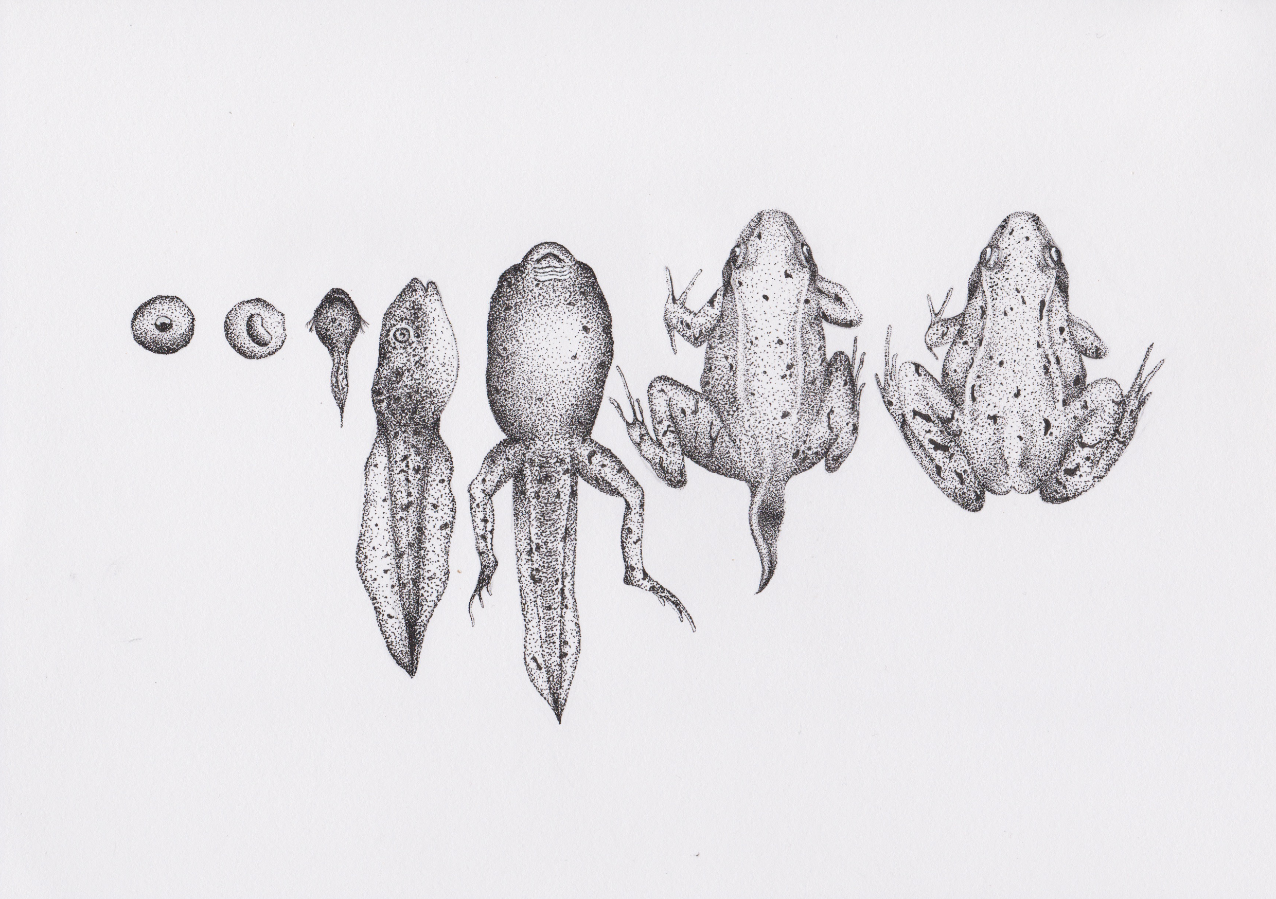A4 Frog Metamorphosis Drawing Print - Fine Liner