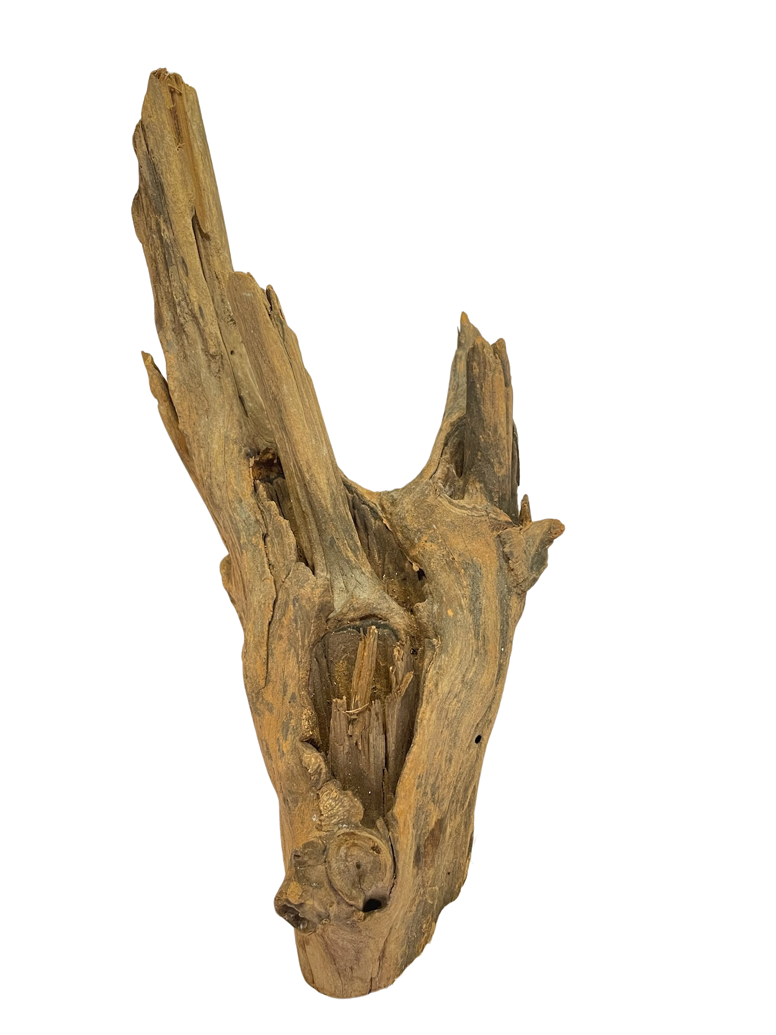 Tronco decorativo natural