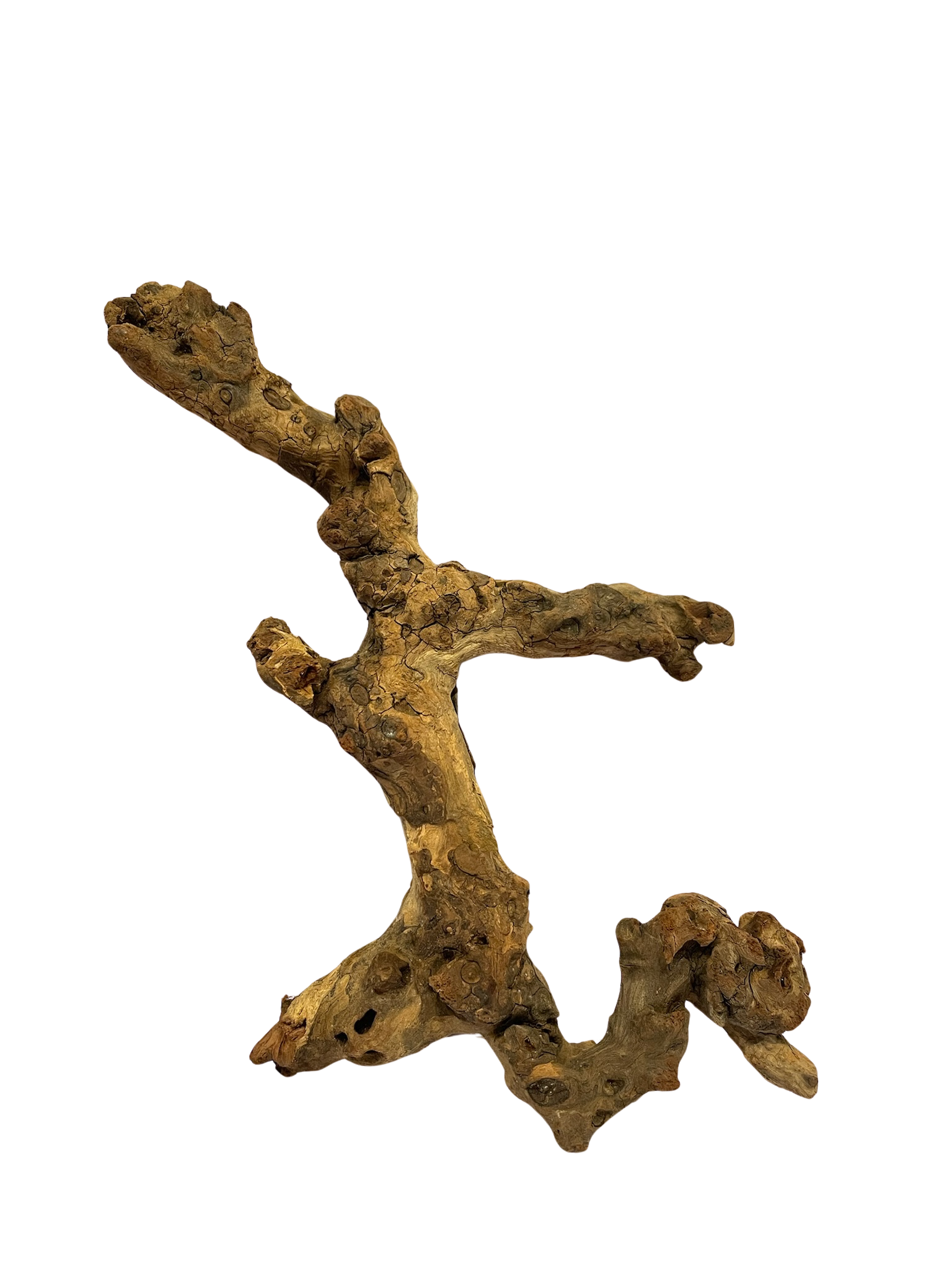 Tronco decorativo natural