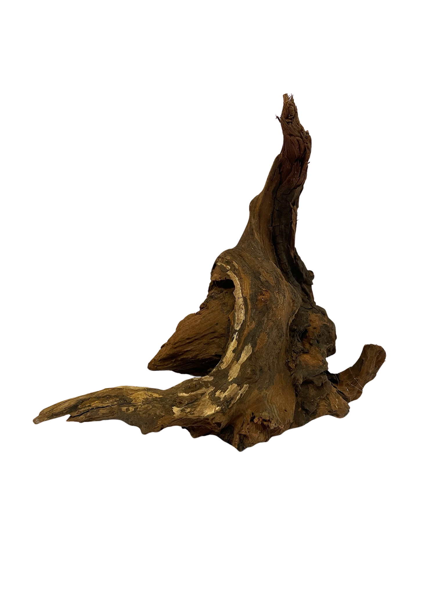 Tronco decorativo natural