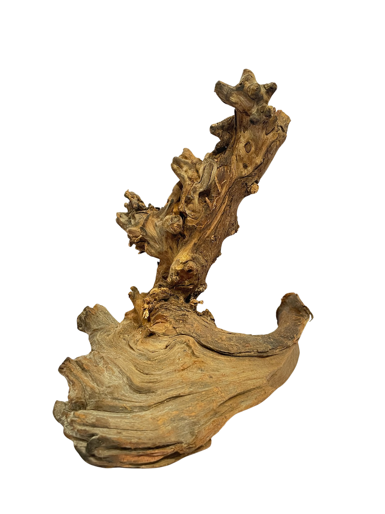 Tronco decorativo natural