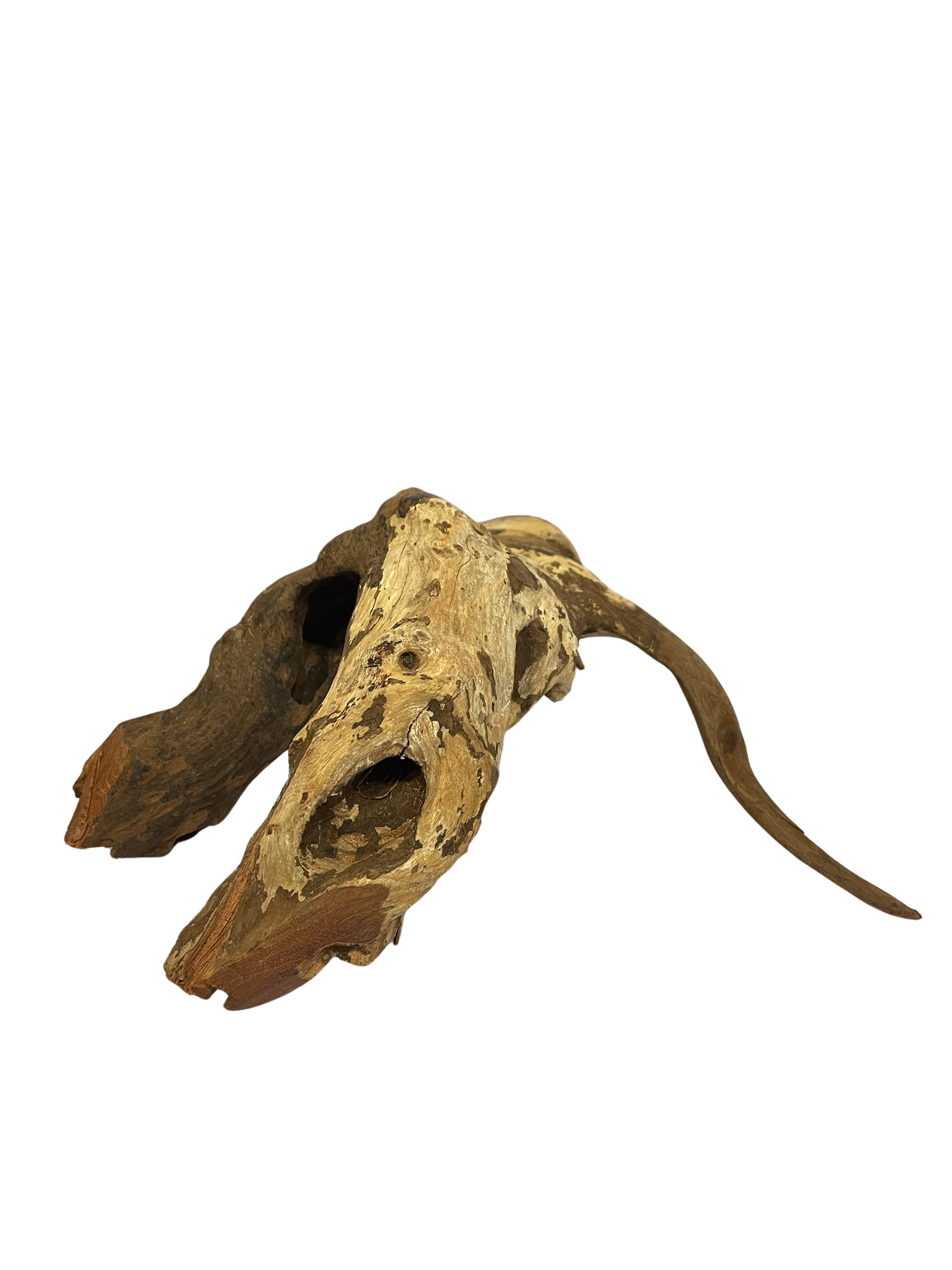 Tronco decorativo natural