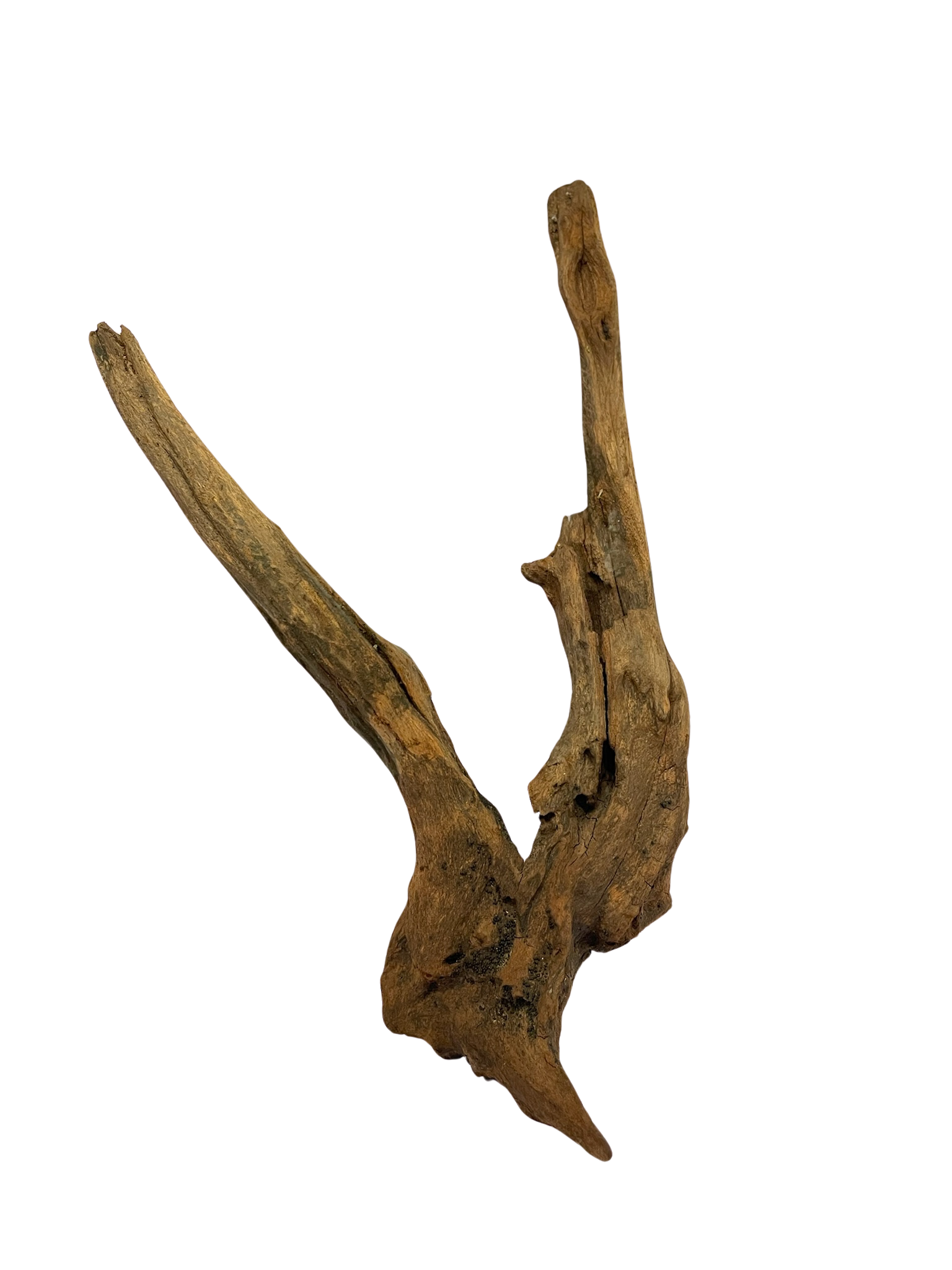 Tronco decorativo natural