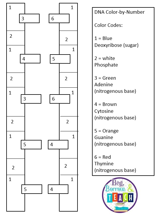 DNA Color-by-Number Worksheet
