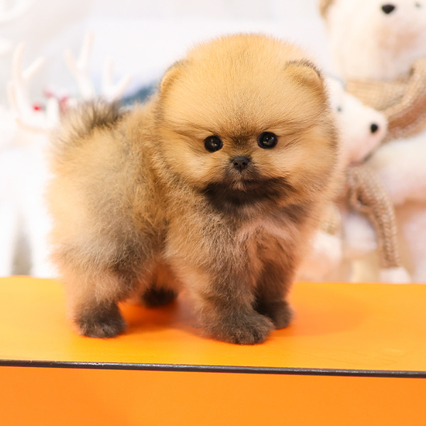 Harry - Pomerania Macho en venta