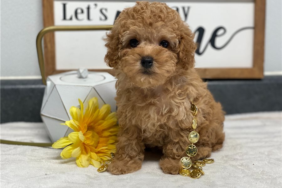 Kenza - Caniche Toy Hembra en venta