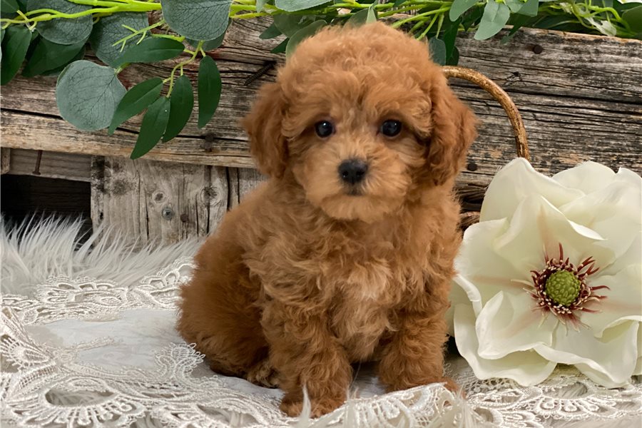 Lidia - Caniche Toy Hembra en venta