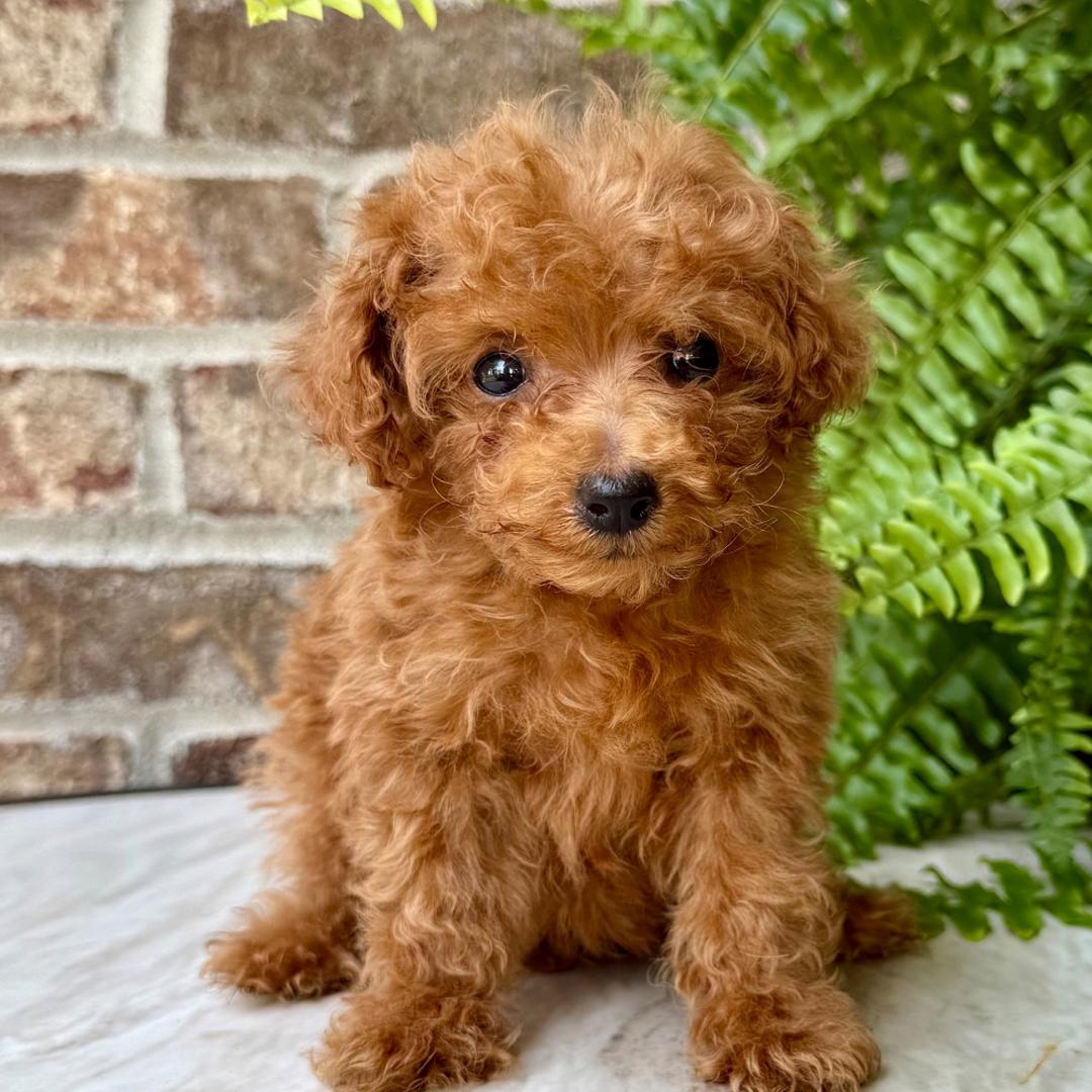 Lily - Caniche Toy Hembra en venta