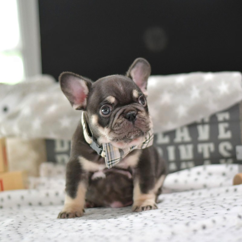 Tony - Bulldog Francés Macho en Venta