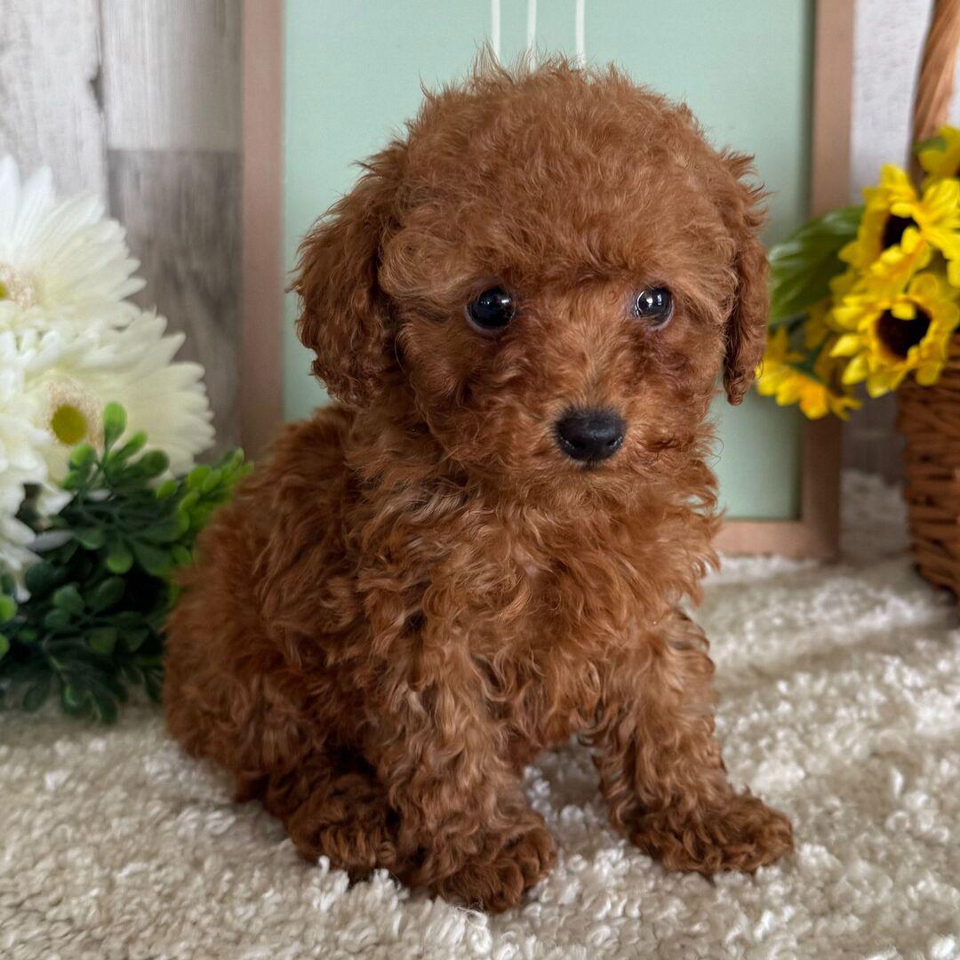 Remy - Caniche Toy Hembra en venta