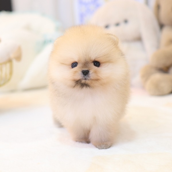 Telly - Pomerania Hembra en venta