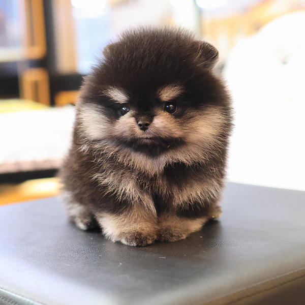 Liam - Pomerania Macho en venta