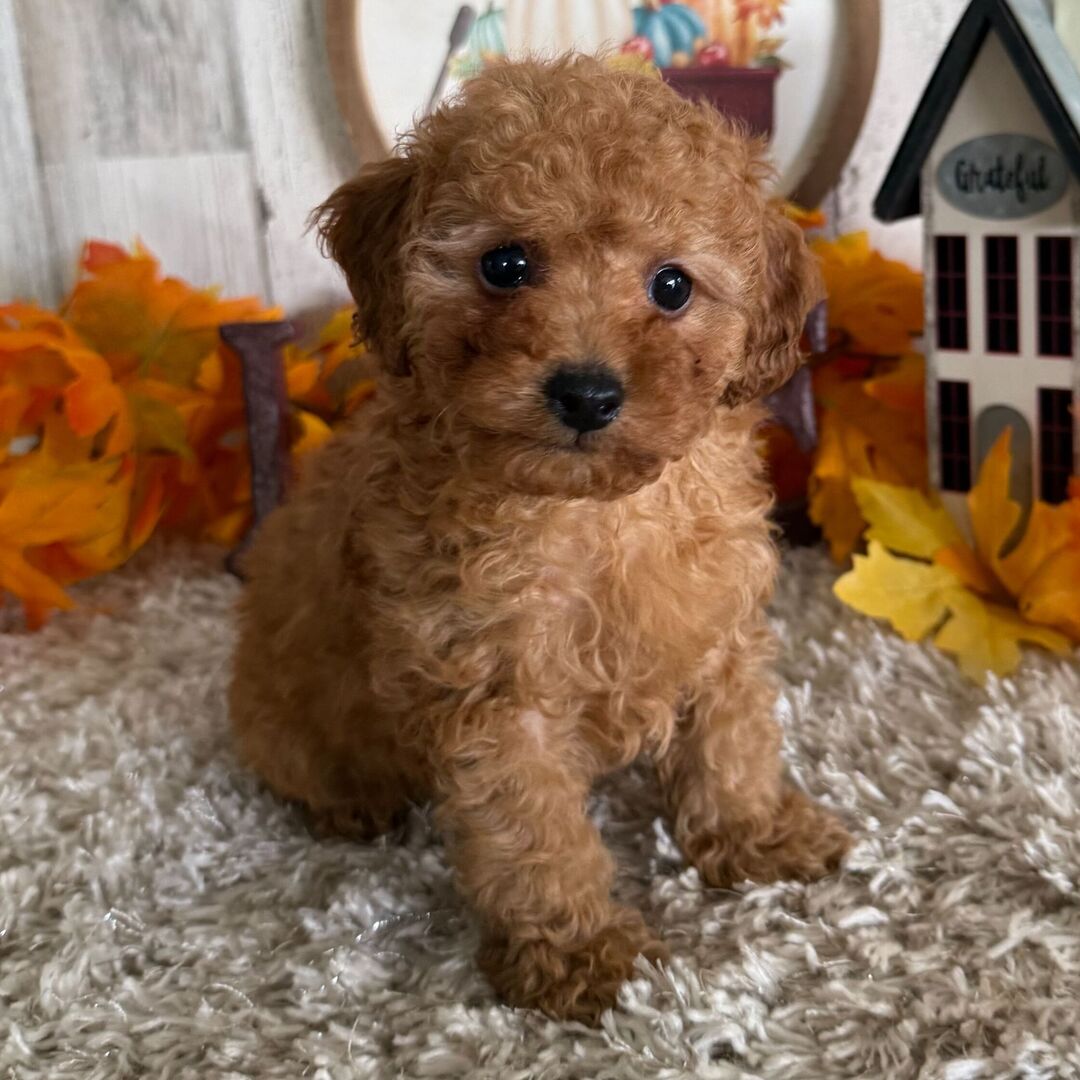 Samy - Caniche Toy Macho en venta