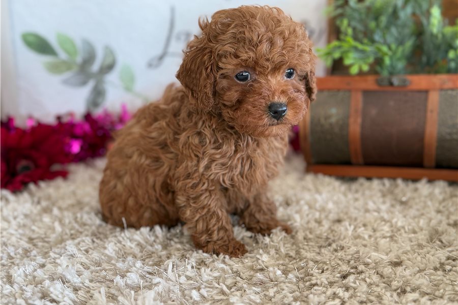 Finn - Caniche Toy Macho en venta