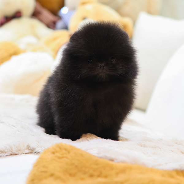 Dino - Pomerania Macho en venta