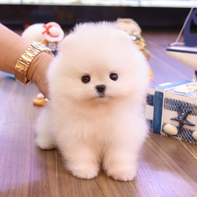 Milo - Pomerania Macho en Venta